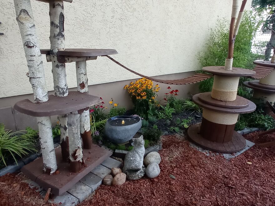 I Build My Cats Their Own Garden