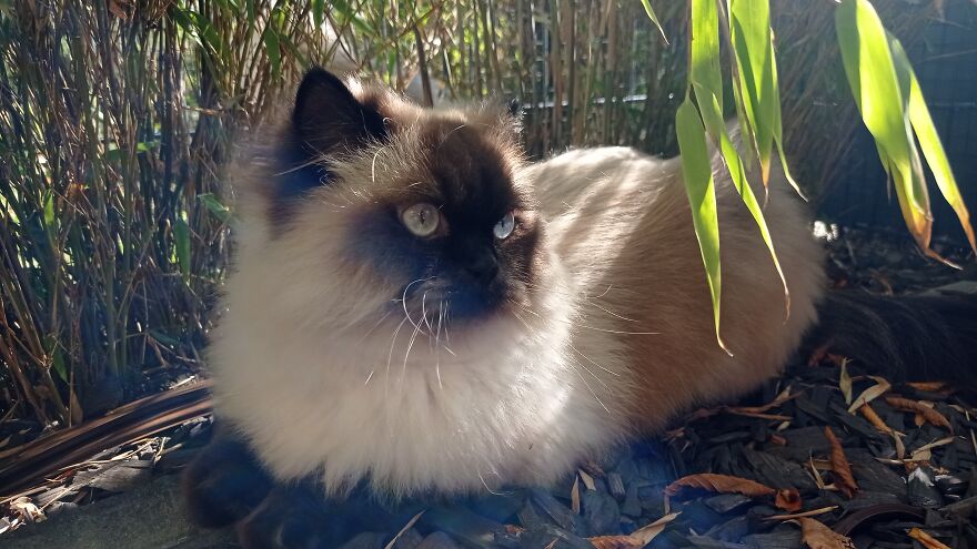 I Build My Cats Their Own Garden