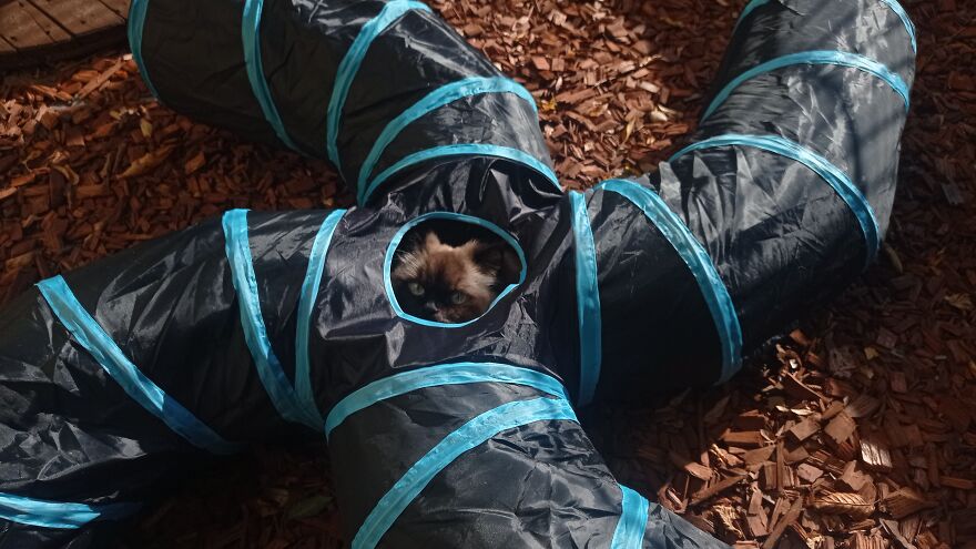 I Build My Cats Their Own Garden