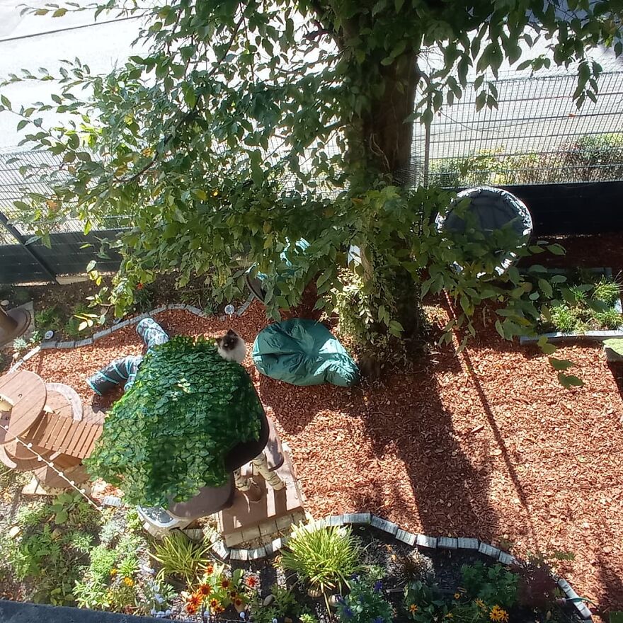 I Build My Cats Their Own Garden