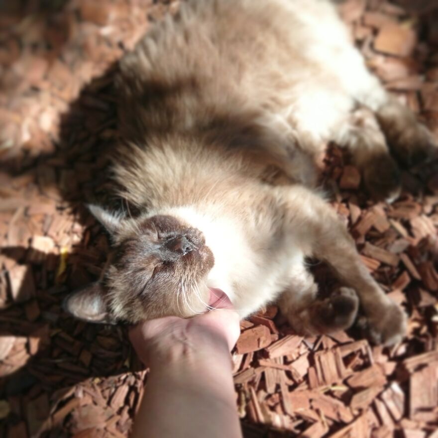 I Build My Cats Their Own Garden