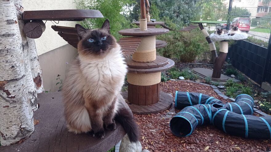 I Build My Cats Their Own Garden