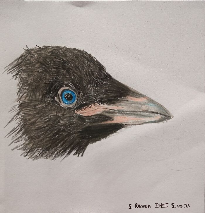 Raven. Branwell From The Tower Of London.