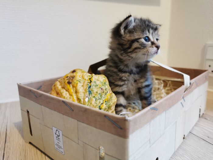 Fuzzy Foster Kitten.