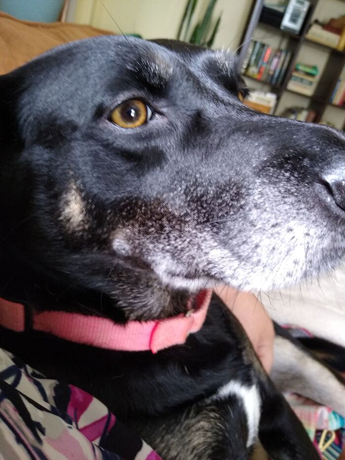 Cuddle Monster Aka Luna