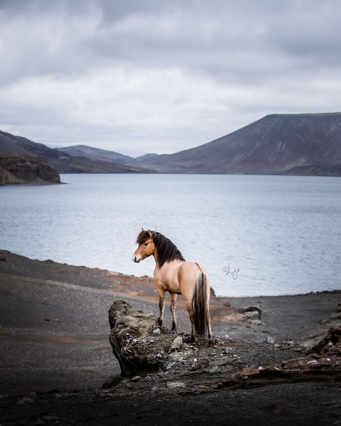 Icelandic horse standing on rocky terrain overlooking a lake with volcanic mountains in the wild Icelandic scenery