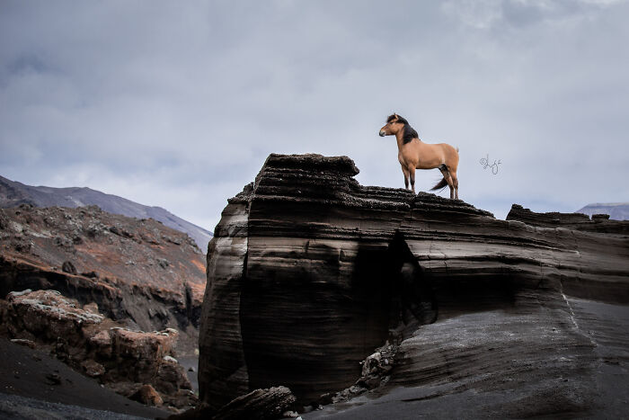 A beautiful horse standing on a rugged rock formation in wild Icelandic scenery under a cloudy sky.