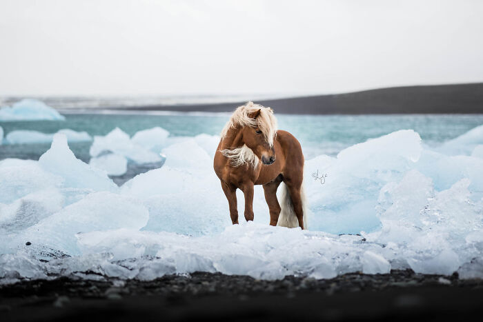 Icelandic horse with flowing mane standing among icy glacier landscape in wild natural scenery.