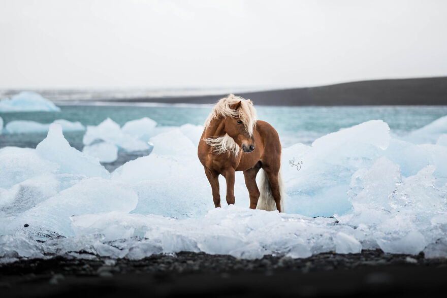 I Photograph Horses In Phenomenal Icelandic Landscapes (37 Pics)
