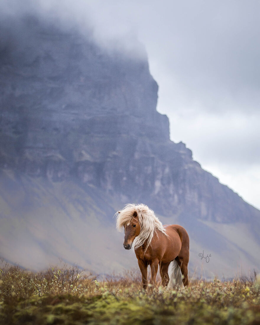 I Photograph Horses In Phenomenal Icelandic Landscapes (37 Pics)