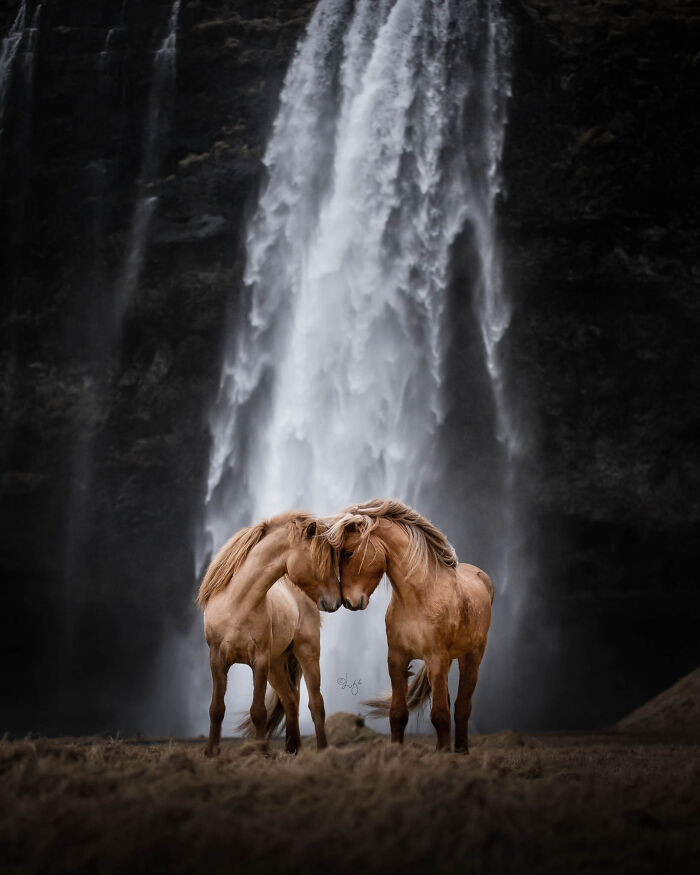Two beautiful horses touching heads in wild Icelandic scenery with a large waterfall in the background.