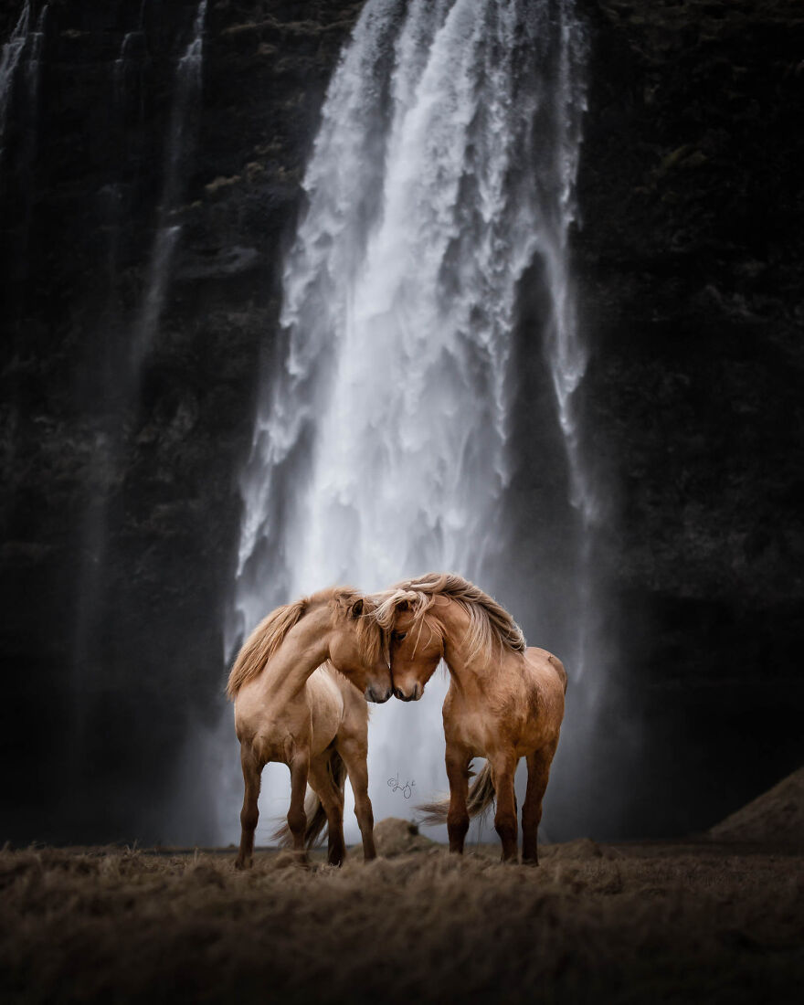 I Photograph Horses In Phenomenal Icelandic Landscapes (37 Pics)