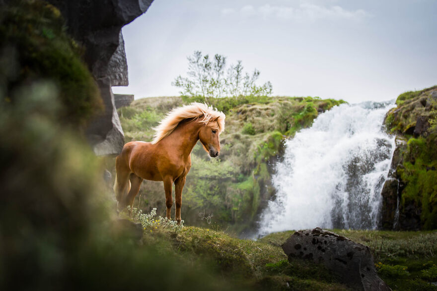 I Photograph Horses In Phenomenal Icelandic Landscapes (37 Pics)