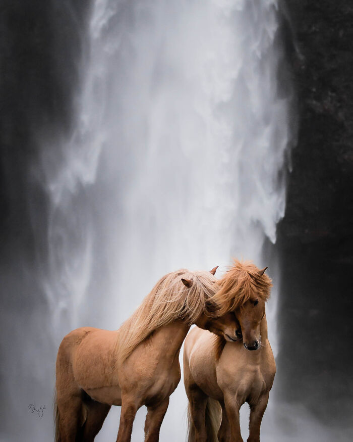 Two beautiful Icelandic horses nuzzling in front of a majestic waterfall in wild Icelandic scenery.