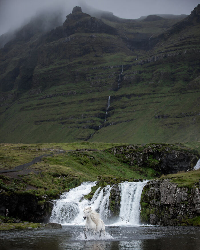 White Icelandic horse running through water near a waterfall in wild Icelandic scenery with green mountains and mist.