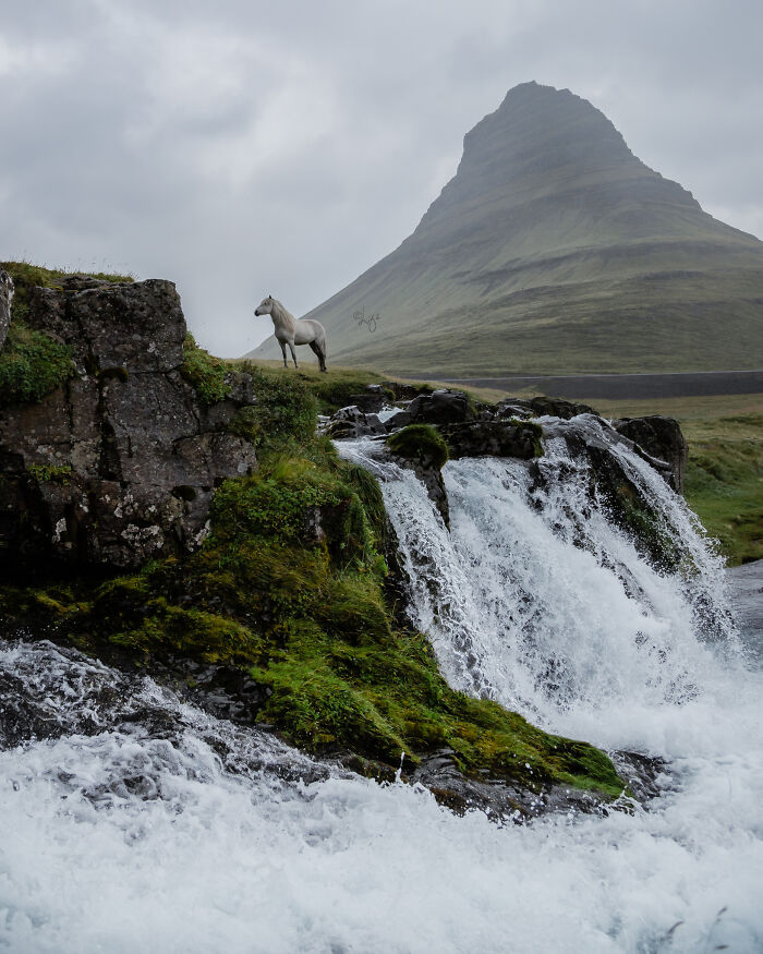 Icelandic horse standing on mossy cliff above waterfall with mountain and overcast sky in the wild Icelandic scenery