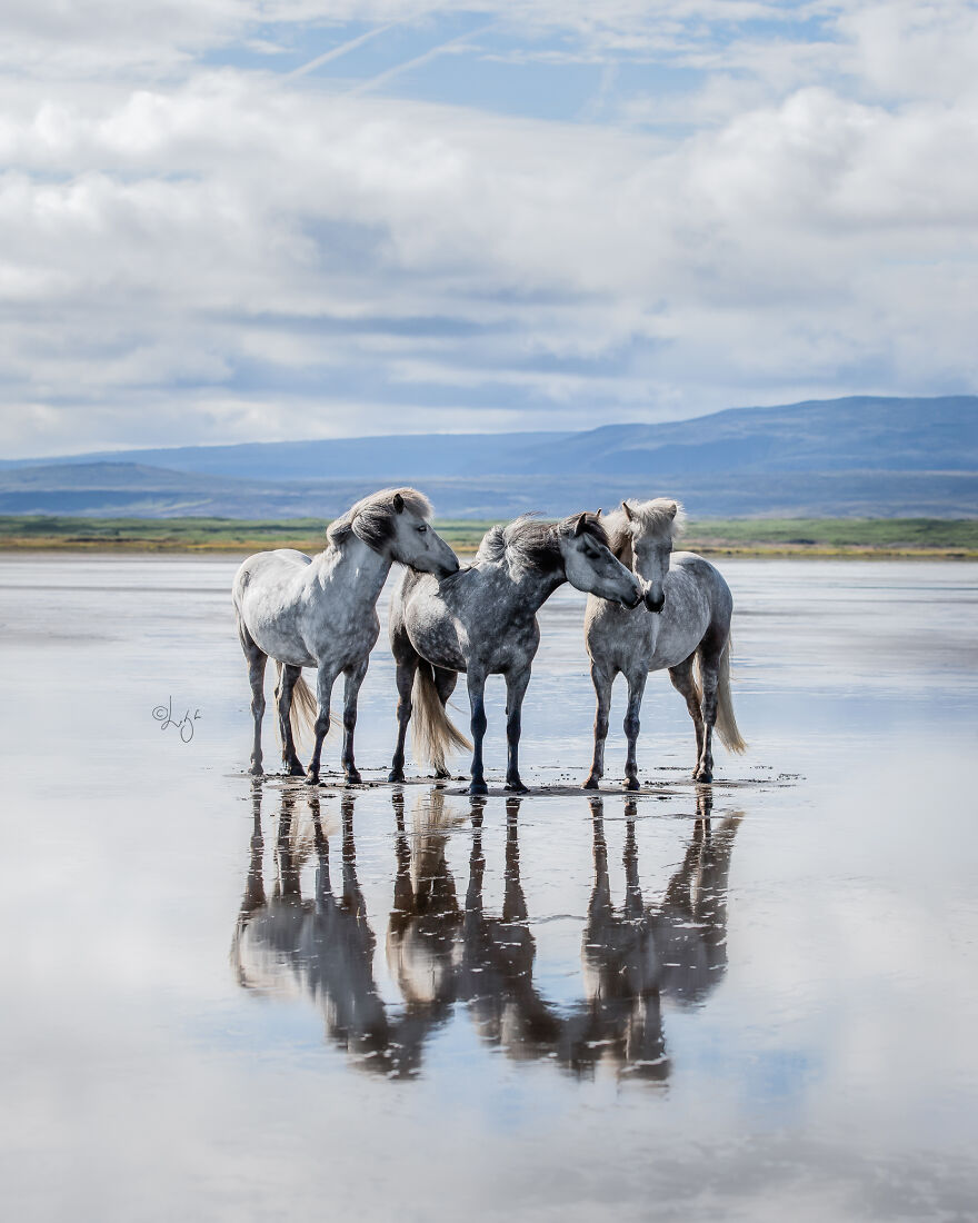 I Photograph Horses In Phenomenal Icelandic Landscapes (37 Pics)