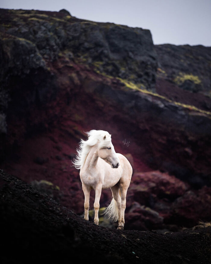 Icelandic horse with flowing mane standing on dark volcanic terrain in wild Icelandic scenery.