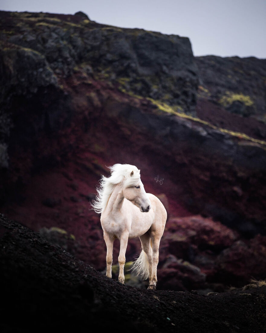 I Photograph Horses In Phenomenal Icelandic Landscapes (37 Pics)