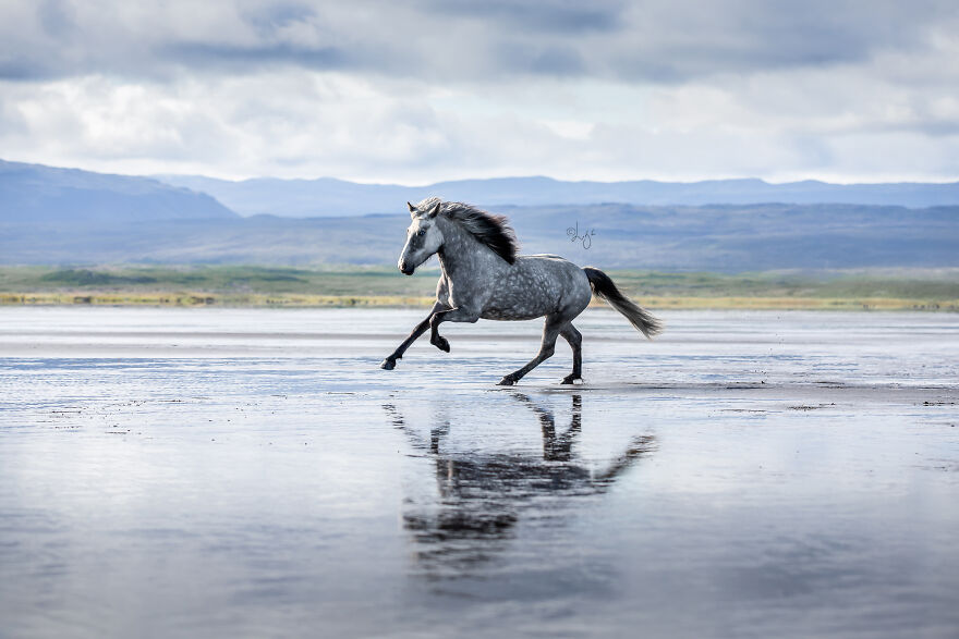 I Photograph Horses In Phenomenal Icelandic Landscapes (37 Pics)
