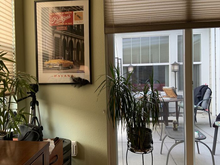 Shredder, Slider To Covered Lanai