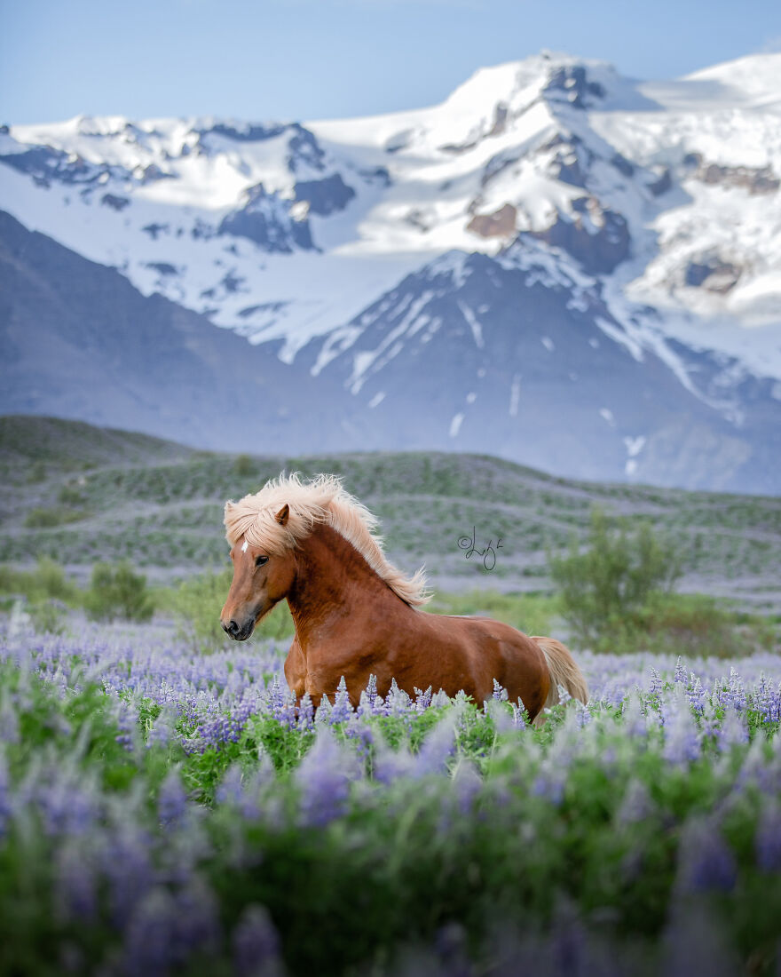 I Photograph Horses In Phenomenal Icelandic Landscapes (37 Pics)