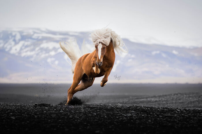 Beautiful Icelandic horse with flowing mane running across wild volcanic landscape with mountains in the background