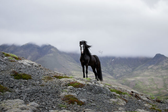 35 Pictures Of Beautiful Horses I Captured In Wild Icelandic Scenery (New Pics)