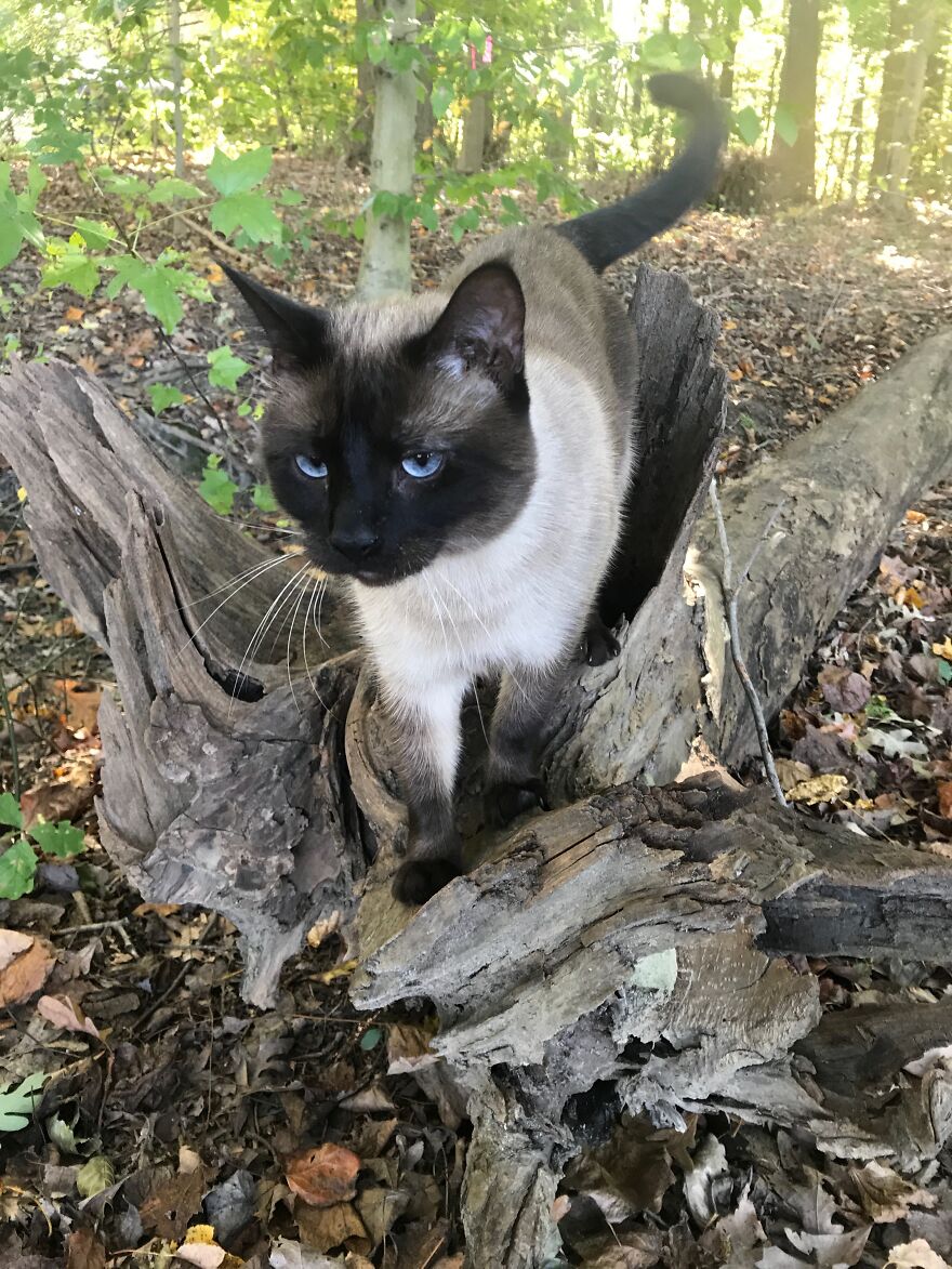 Rescue Cats