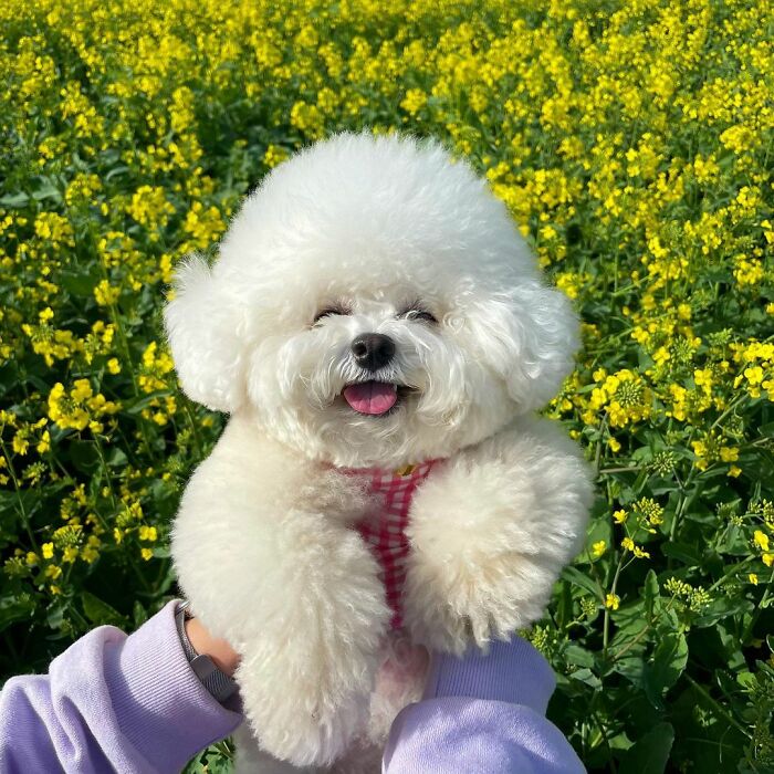Meet Ham Arang, The Dog Who Is Conquering The Internet With His Smile