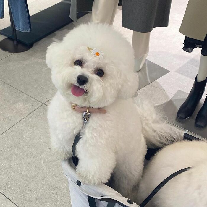 Meet Ham Arang, The Dog Who Is Conquering The Internet With His Smile