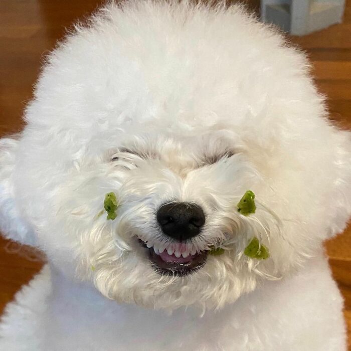 Meet Ham Arang, The Dog Who Is Conquering The Internet With His Smile