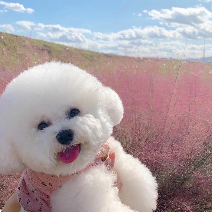 Meet Ham Arang, The Dog Who Is Conquering The Internet With His Smile