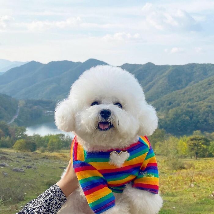 Meet Ham Arang, The Dog Who Is Conquering The Internet With His Smile
