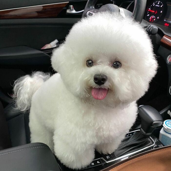 Meet Ham Arang, The Dog Who Is Conquering The Internet With His Smile