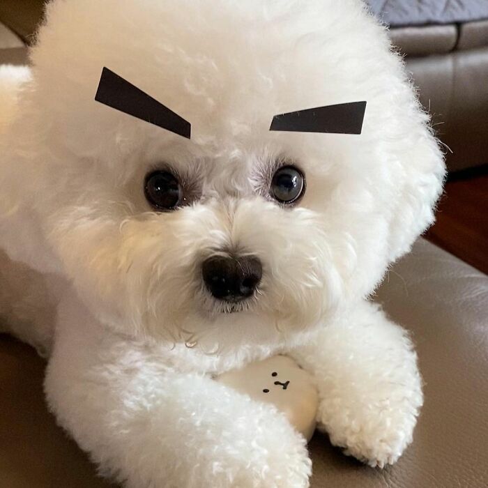 Meet Ham Arang, The Dog Who Is Conquering The Internet With His Smile