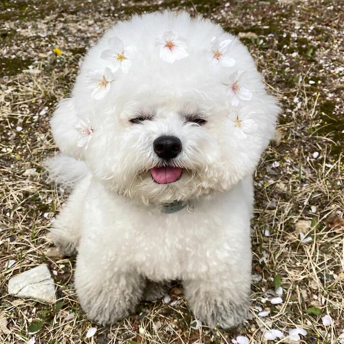 Meet Ham Arang, The Dog Who Is Conquering The Internet With His Smile