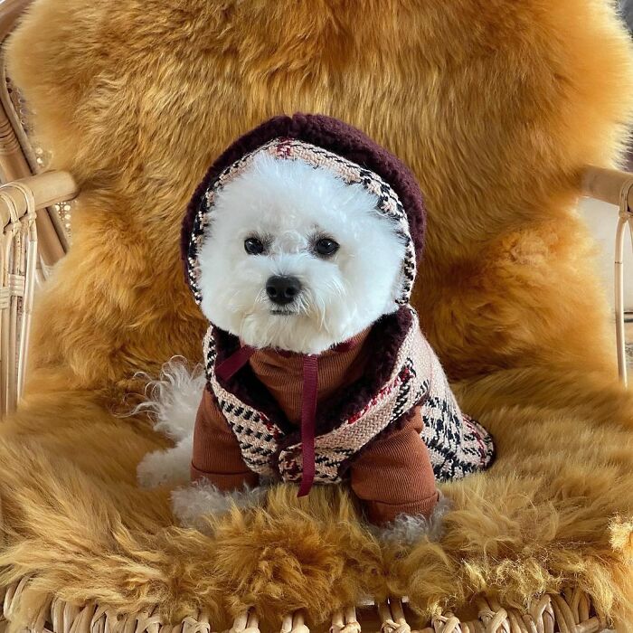 Meet Ham Arang, The Dog Who Is Conquering The Internet With His Smile