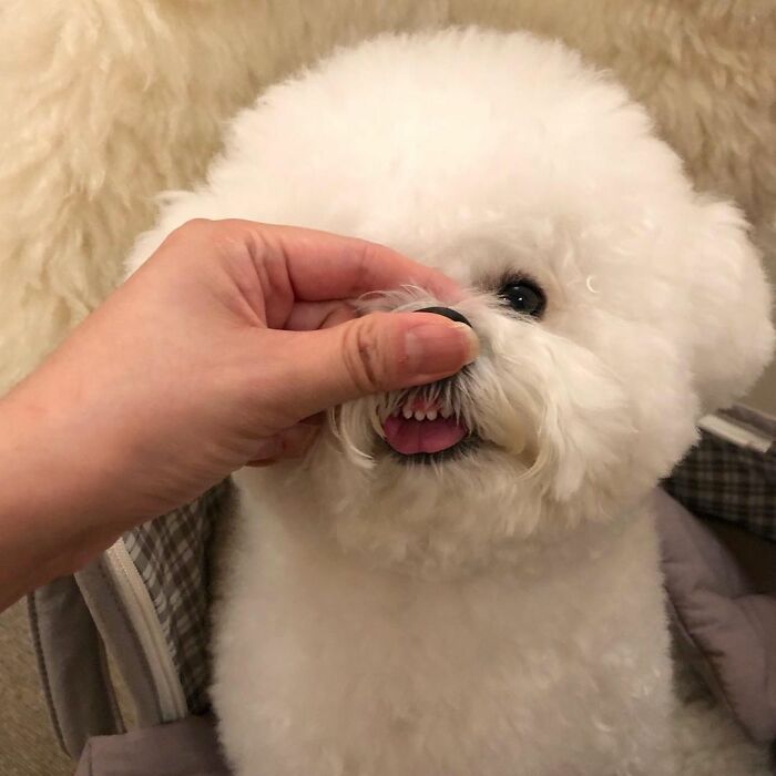 Meet Ham Arang, The Dog Who Is Conquering The Internet With His Smile