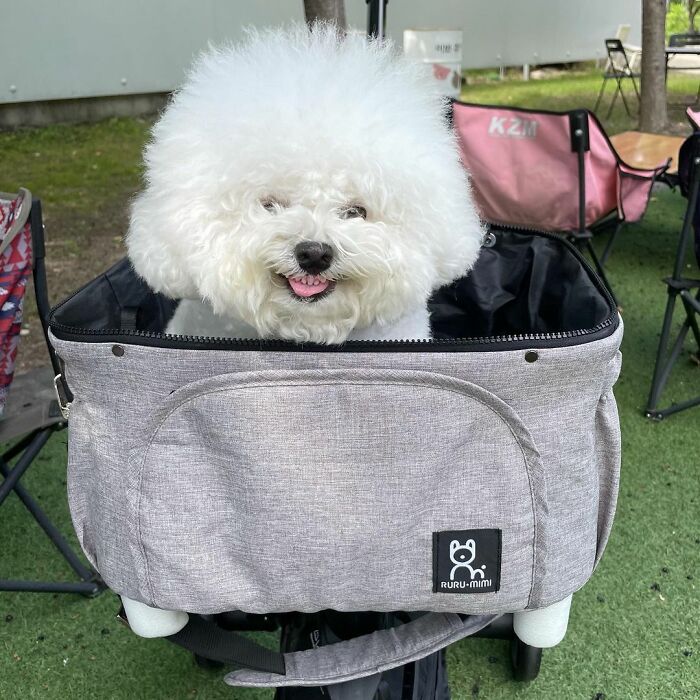 Meet Ham Arang, The Dog Who Is Conquering The Internet With His Smile