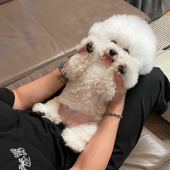 Meet Ham Arang, The Dog Who Is Conquering The Internet With His Smile