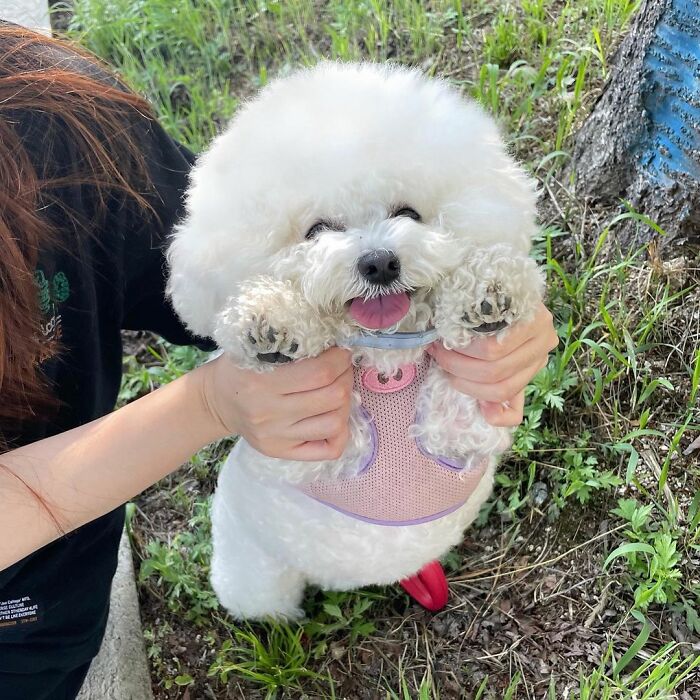 Meet Ham Arang, The Dog Who Is Conquering The Internet With His Smile