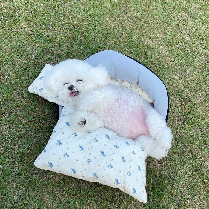 Meet Ham Arang, The Dog Who Is Conquering The Internet With His Smile