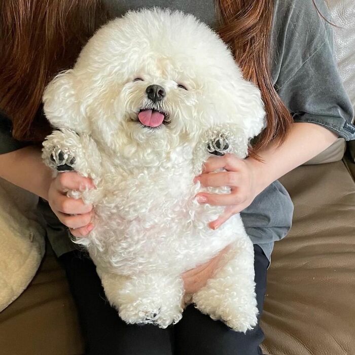 Meet Ham Arang, The Dog Who Is Conquering The Internet With His Smile