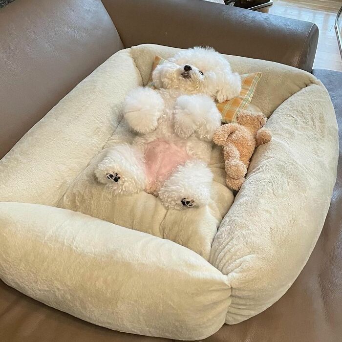 Meet Ham Arang, The Dog Who Is Conquering The Internet With His Smile