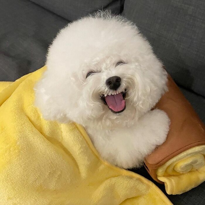 Meet Ham Arang, The Dog Who Is Conquering The Internet With His Smile