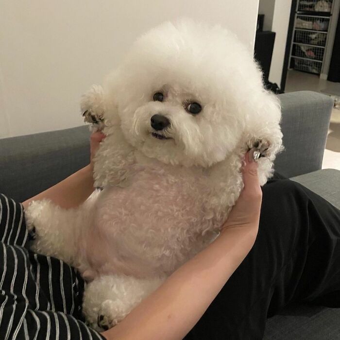 Meet Ham Arang, The Dog Who Is Conquering The Internet With His Smile