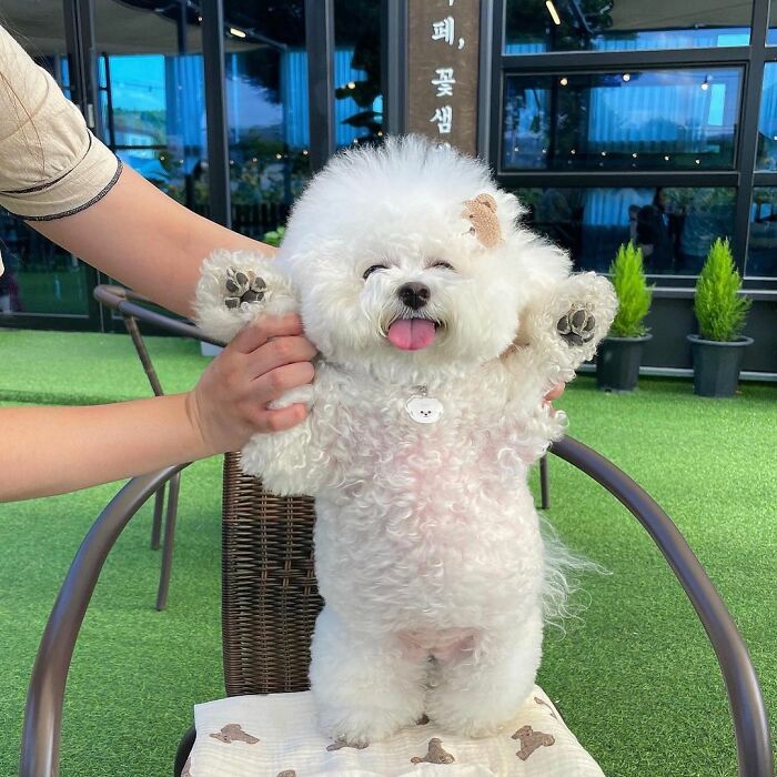 Meet Ham Arang, The Dog Who Is Conquering The Internet With His Smile