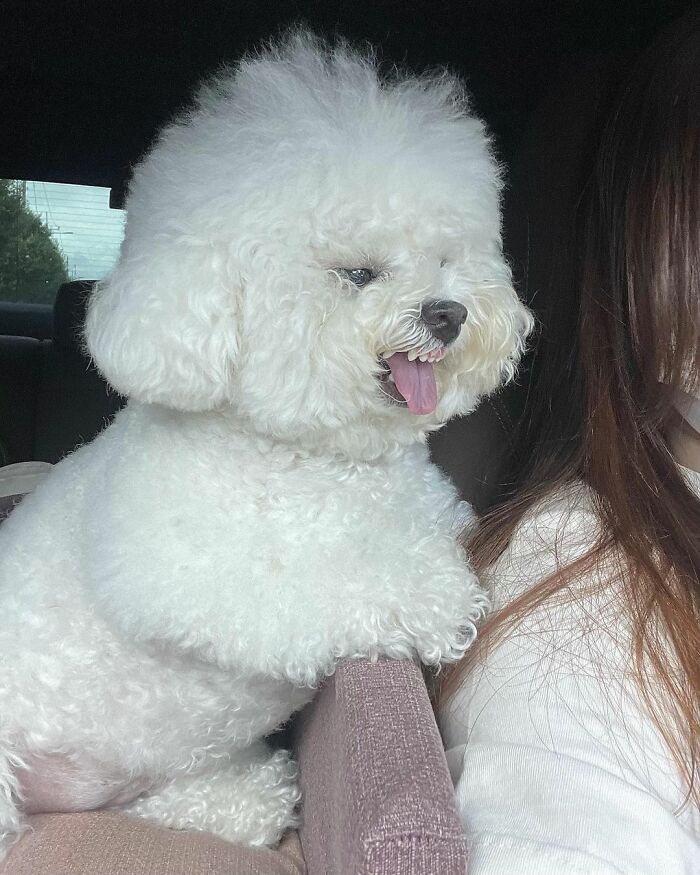 Meet Ham Arang, The Dog Who Is Conquering The Internet With His Smile