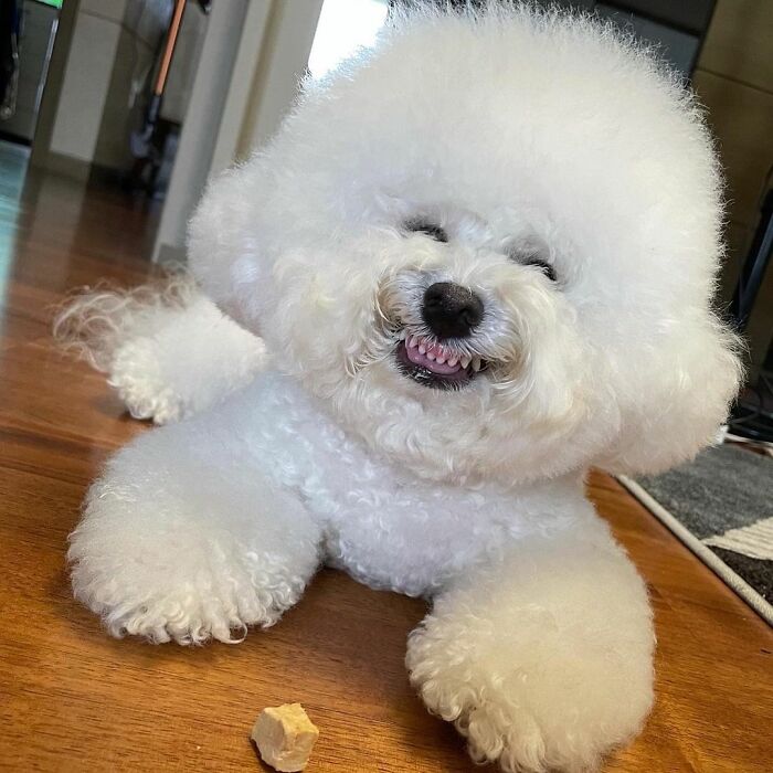 Meet Ham Arang, The Dog Who Is Conquering The Internet With His Smile